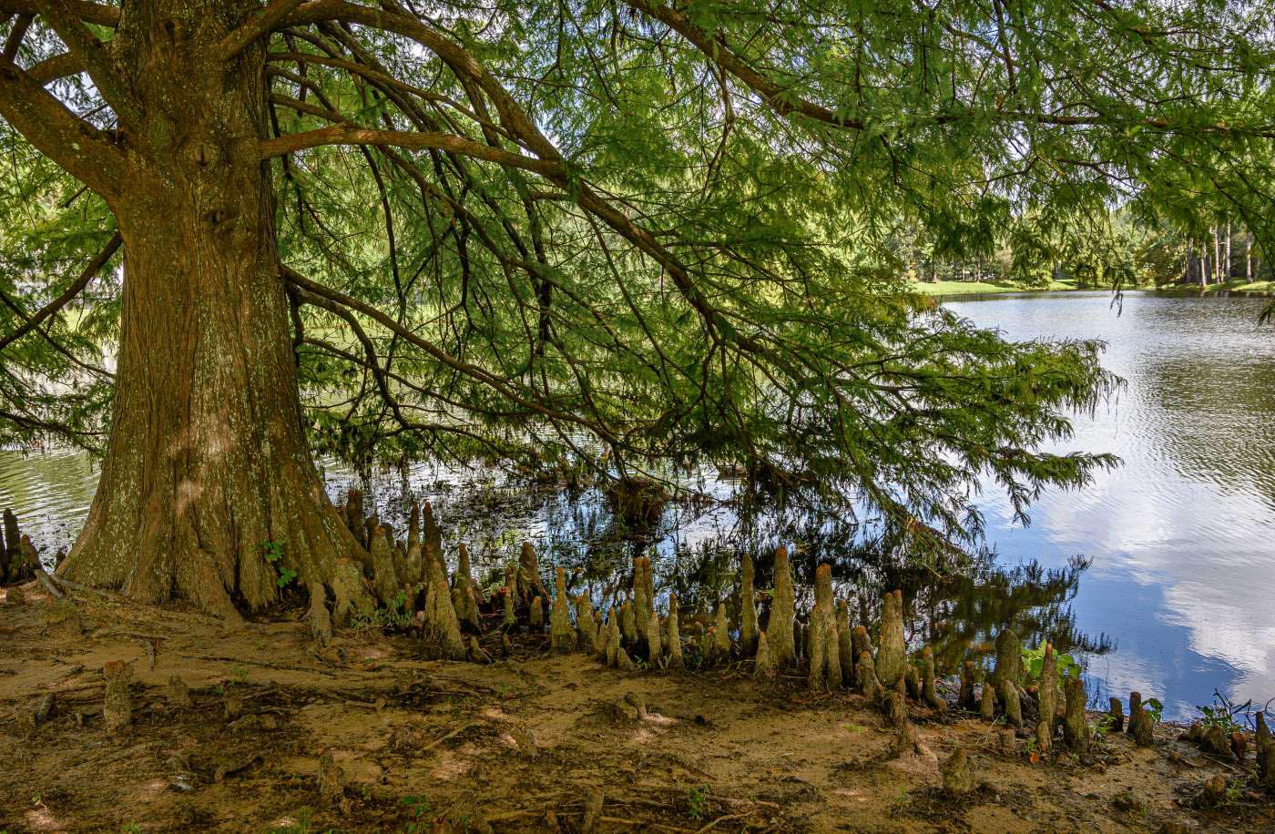 Trees with Knees! The Woodlands