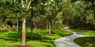 The Woodlands Trees and pathway