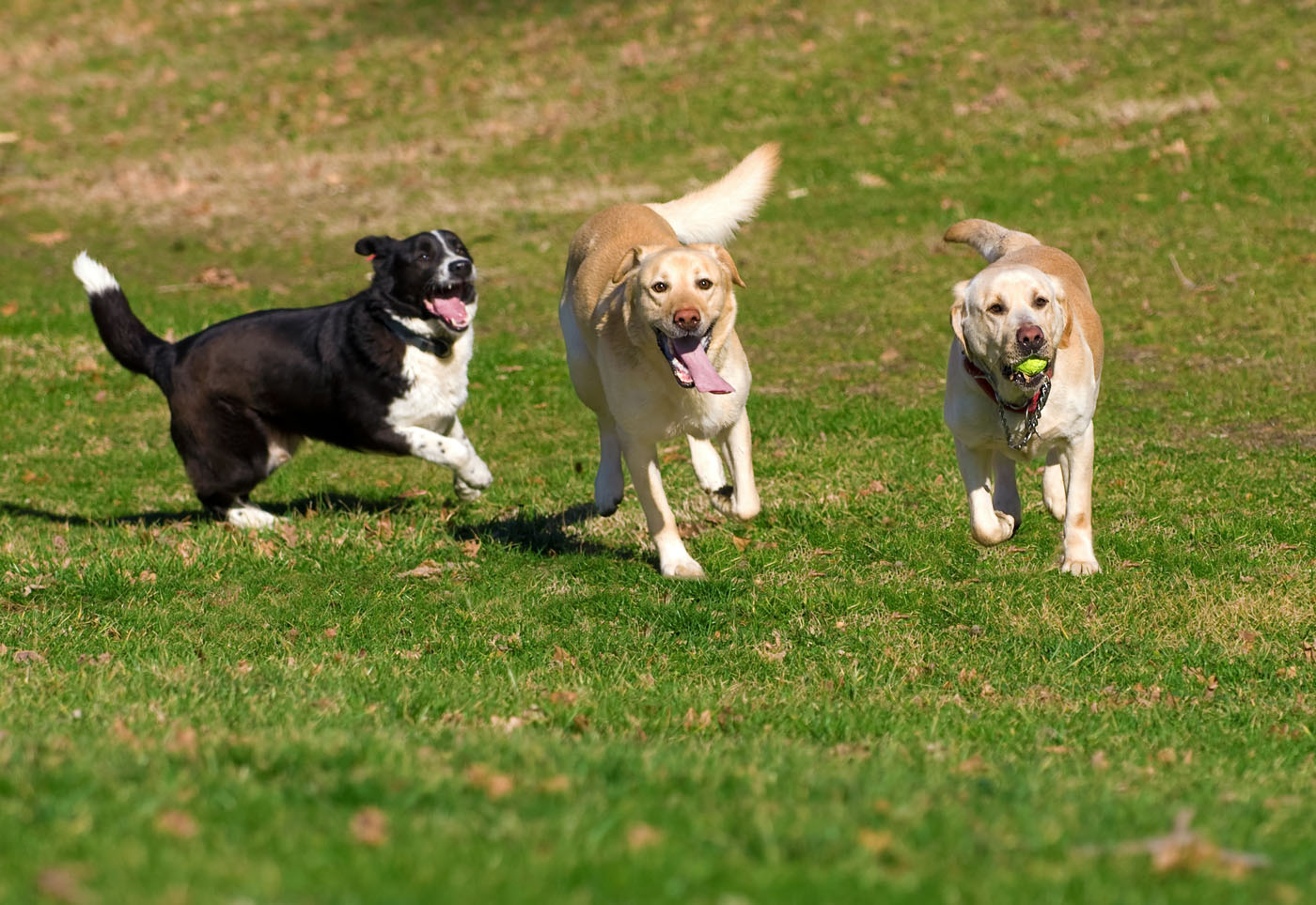 Dog Parks Reopen The Woodlands