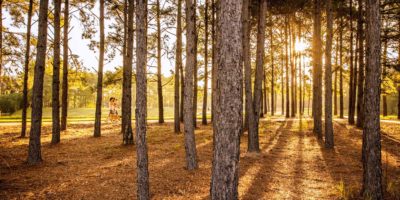 The Woodlands Trees and Pathways